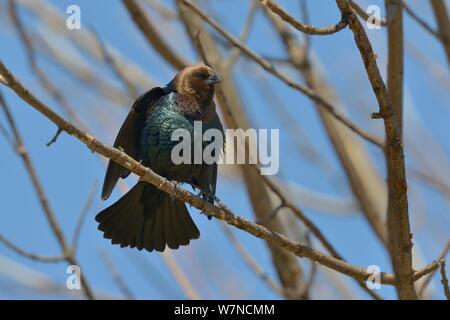 Braune Leitung (Molothrus cowbird ater) Pointe Nepean, Ontario, Kanada, kann Stockfoto