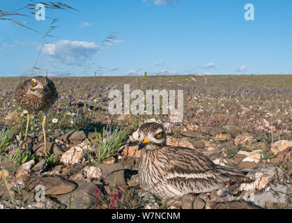 (Burhinus oedicnemus Stone curlew) Paar über inkubation Pflichten am Nest, Guerreiro, Castro Verde, Alentejo, Portugal, April Stockfoto