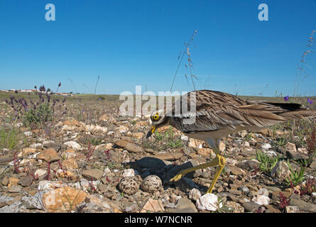 (Burhinus oedicnemus Stone curlew) am Nest mit zwei Eiern, Guerreiro, Castro Verde, Alentejo, Portugal, April Stockfoto