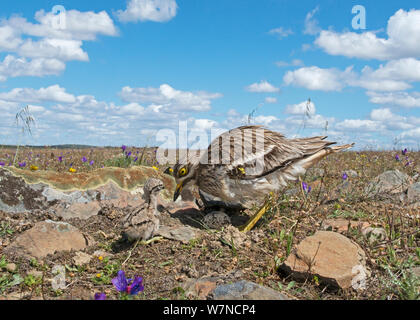 (Burhinus oedicnemus Stone curlew) brüten restlichen Ei mit Küken bereits vor geschlüpft, Guerreiro, Castro Verde, Alentejo, Portugal, April Stockfoto