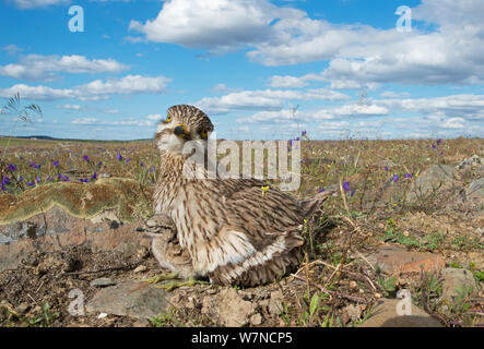 (Burhinus oedicnemus Stone curlew) brüten Küken im Nest, Guerreiro, Castro Verde, Alentejo, Portugal, April Stockfoto