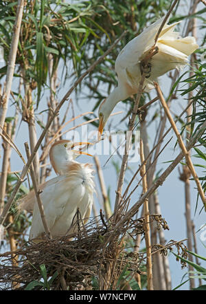 Kuhreiher (Bubulcus ibis), einen Stock zu seinem Offizier auf einem Nest hoch in den Bambus Dickicht, Guerreiro, Castro Verde, Alentejo, Portugal, Mai Stockfoto