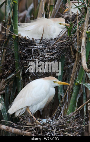 Zwei Reiher (Bubulcus ibis) in ihre Nester in den Bambus Hecke Kolonie, Guerreiro, Castro Verde, Alentejo, Portugal, Mai Stockfoto