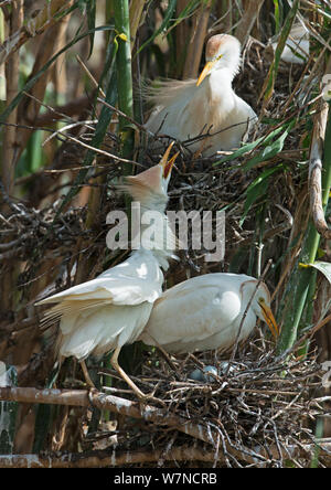 Zwei Reiher (Bubulcus ibis) kämpft über räumliche nesting Gebiet in der Kolonie, Guerreiro, Castro Verde, Alentejo, Portugal, Mai Stockfoto