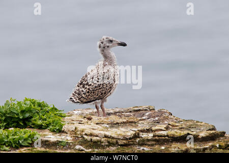 Mehr Schwarze backed Gull (Larus marinus) Küken auf Klippe, Puffin Island, North Wales, UK, Juni Stockfoto