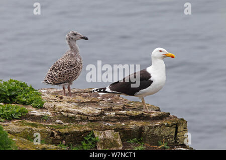 Mehr Schwarze backed Gull (Larus marinus) Küken und erwachsene auf die Klippe, Puffin Island, North Wales, UK. Juni Stockfoto