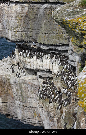 Gemeinsame Trottellummen (Uria aalge) verpackt zusammen auf einer Klippe, Puffin Island, North Wales UK Juni Stockfoto