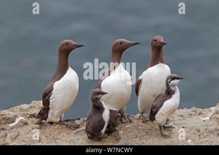 Gemeinsame trottellummen (Uria aalge) Erwachsene und Küken auf Klippe, Puffin Island, North Wales UK Juni Stockfoto