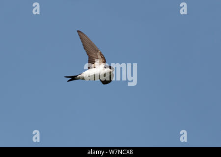 Haus Martin (Delichon urbicum) im Flug, Wirral Merseyside, UK Juli Stockfoto