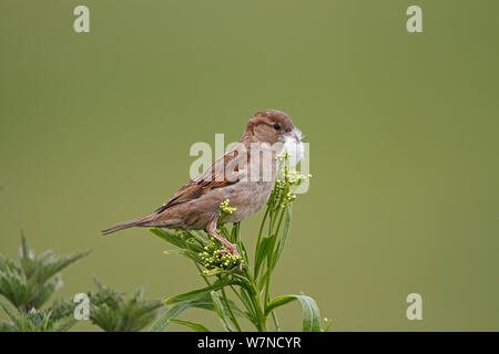 Haussperling (Passer domesticus) Weibliche mit Feder für Nestbau, Wirral Merseyside, UK Juni Stockfoto