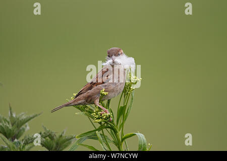 Haussperling (Passer domesticus) Weibliche mit Feder für Nestbau, Wirral Merseyside, UK Juni Stockfoto