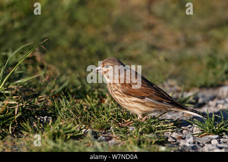 Hänfling (Carduelis cannabina) weibliche Nahrungssuche am Rand des Feldes auf Ackerland, Cheshire UK Juni Stockfoto