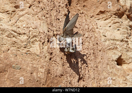 Uferschwalbe (Riparia riparia) ein Vogel klopfen andere Vogels Klippe während Rivalität für Nistplatz, Wirral Merseyside, UK Juni Stockfoto