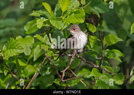 Gefleckte Schopftyrann (Muscicapa Striata) im Baum im Wald auf der Suche nach Beute thront, North Wales UK Juni Stockfoto