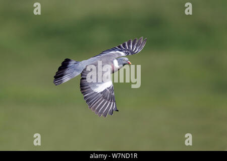 Ringeltaube (Columba palumbus) im Flug über Ackerland, Wirral Merseyside, UK Juni Stockfoto