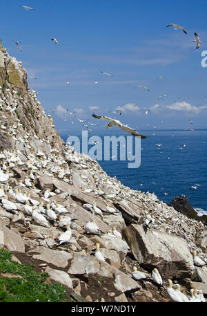 Basstölpel (Morus bassanus) Fliegen über ihre Kolonie, tolle Saltee Insel, Wexford, Irland, Juni Stockfoto