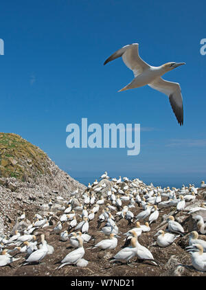 Northern Gannet (Morus bassanus) über Kolonie fliegen, großen saltee Insel, Wexford, Irland, Juni Stockfoto