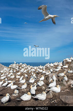 Northern Gannet (Morus bassanus) über seine Kolonie fliegen, großen saltee Insel, Wexford, Irland, Juni Stockfoto
