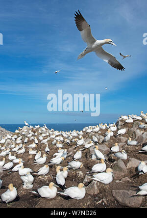 Basstölpel (Morus bassanus) über Kolonie fliegen, großen saltee Insel, Wexford, Irland, Juni Stockfoto