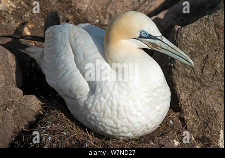 Northern Gannet (Morus bassanus) sitzen auf Nest, tolle Saltee Insel, Wexford, Irland, Juni Stockfoto