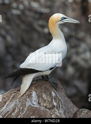 Northern Gannet (Morus bassanus) Porträt, stehend auf einem Felsen, großen saltee Insel, Wexford, Irland, Juni Stockfoto