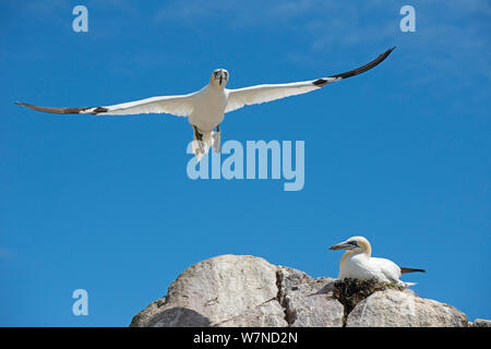 Northern Gannet (Morus bassanus), die im Flug, tolle Saltee Insel, Wexford, Irland, Juni Stockfoto