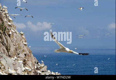 Basstölpel (Morus bassanus) fliegen die Vergangenheit ihrer Kolonie, tolle Saltee Insel, Wexford, Irland, Juni Stockfoto
