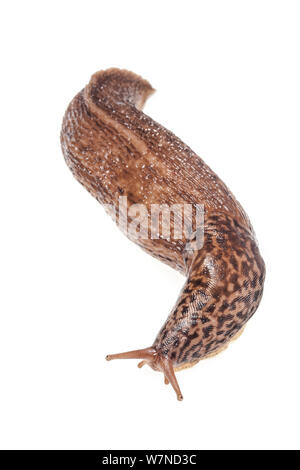 Große Grau/Leopard Slug {Limax maximus} fotografiert auf einem weißen Hintergrund. Derbyshire, Großbritannien. Juli Stockfoto