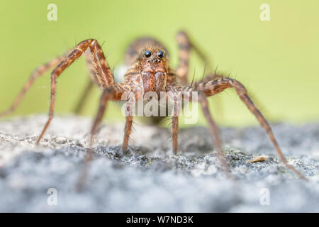 Wolf Spider weiblich (Pardosa Lugubris) Nationalpark Peak District, Derbyshire, UK. Juni. Stockfoto