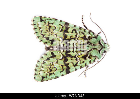 Merveille-du-jour Motte (Dichonia aprilina) auf weißem Hintergrund, Derbyshire, UK. Oktober. Stockfoto