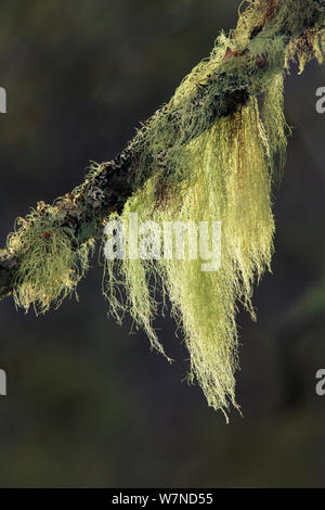 Bärtige Flechten (Usnea sp.), die auf eine Gemeine Kiefer (Pinus sylvestris). Fasnakyle Wald, Glen Affric, Caledonian Forest Reserve, Schottland, November. Stockfoto