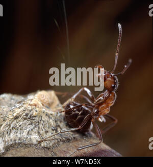 Waldameise (Formica rufa) Schutz der Arbeitnehmer das Nest jetten Ameisensäure aus seinem Schwanz. Endemisch in Europa und Asien. Surrey, Großbritannien. Stockfoto