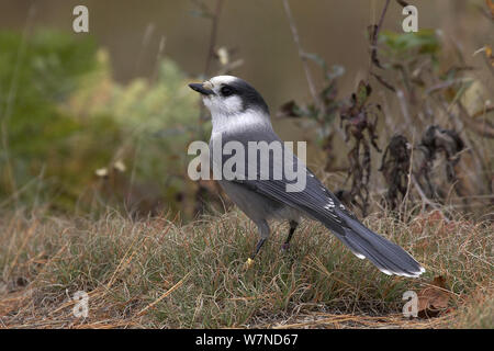 Grau/Kanada/Whiskey Jay (Perisoreus canadensis) Farbe - Vogel beringt. Algonquin Provincial Park, Ontario, Kanada. Oktober Stockfoto