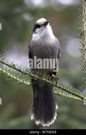 Die Grauen/Kanada/Whiskey Jay (Perisoreus canadensis) Farbe - Vogel beringt. Algonquin Provincial Park, Ontario, Kanada. Oktober Stockfoto