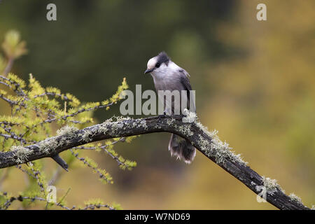 Die Grauen/Kanada/Whiskey Jay (Perisoreus canadensis) Farbe - Vogel beringt. Algonquin Provincial Park, Ontario, Kanada. Oktober Stockfoto