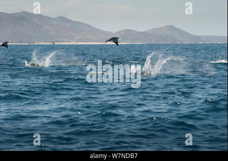 Die Munk Teufelsrochen (Mobula munkiana) springen aus dem Wasser, San Jose Del Cabo, Baja, Mexiko Stockfoto