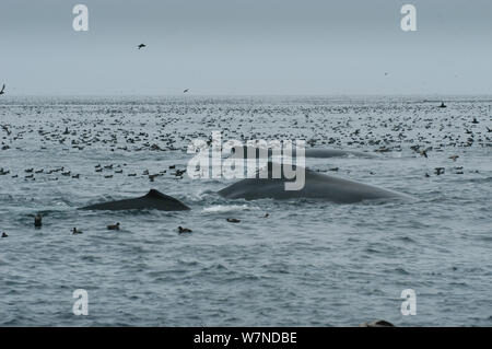 Kurz angebundene Sturmtaucher (Puffinus Tenuirostris) entlang der Buckelwale (Megaptera novaeangliae) Masse Fütterung auf Krill in Aleutian Inseln, Küste von Unalaska, Dutch Harbor, USA Stockfoto