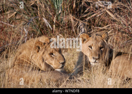 Zwei junge männliche Löwen (Panthera leo) ausruhen, Mombo, Moremi Game Reserve, Chief Insel, Okavango Delta, Botswana. Stockfoto