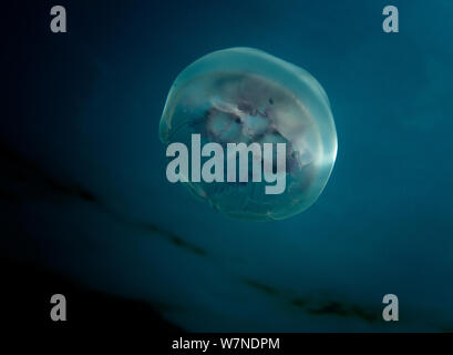 Common/Ohrenquallen (Aurelia aurita) von unten gesehen. Die Cardigan Bay, Wales, Juni. Hoch gelobt, marine Kategorie, Britische Wildlife Photography Awards (Bwpa)-Wettbewerb 2012. Stockfoto