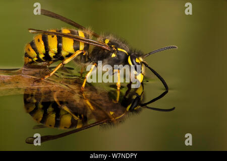 Gemeinsame Wespe (Vespula vulgaris) trinken an der Wasseroberfläche von schwimmenden Blättern. Captive, UK. "Versteckte Großbritannien' Kategorie, Britische Wildlife Photography Awards (Bwpa)-Wettbewerb 2012. Stockfoto