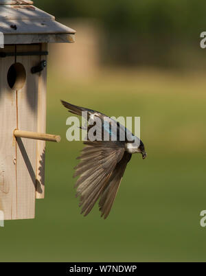 Baum schlucken (Tachycineta bicolor) Weibliche entfernen fäkale sac von Nest, Aurora, Colorado, USA, Juni Stockfoto