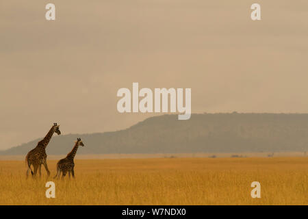 Masai Giraffe (Giraffa Camelopardalis) und ihr Knabe auf der Savanne Landschaft in der Morgendämmerung, Serengeti National Park, Tansania Stockfoto