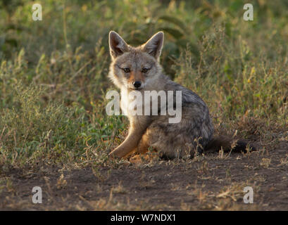 Golden Schakal (Canis aurus) pup außerhalb der versteckte Öffnung seiner Höhle, Serengeti National Park, Tansania Stockfoto