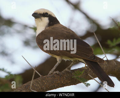 Northern White - gekrönte Shrike (Eurocephalus rueppelli) Portrait, Tarangire Nationalpark, Tansania, Februar Stockfoto