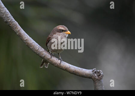 Yellow-billed Shrike (Corvinella corvina) Gambia, Februar 2012 Stockfoto