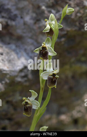 Levantinischen Spider orchid (Ophrys levantina) Zypern, März Stockfoto