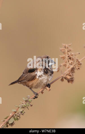 Bronze Mannikin (Lonchura cucullata) Western Division, Gambia, Februar Stockfoto