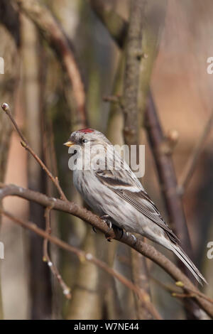 Coues's Arctic Redpoll (Carduelis hornemanni exilipes) Kelling, Norfolk, Großbritannien Februar Stockfoto