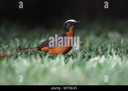 Weiß gekrönt Robin Chat (Cossypha albicapilla) Gambia, März Stockfoto