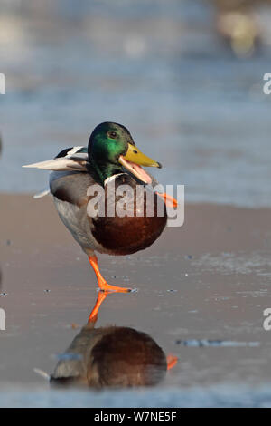 Stockente (Anas platyrhynchus) Drake Stehen auf einem Bein und Quakend, Norfolk, Großbritannien Februar Stockfoto